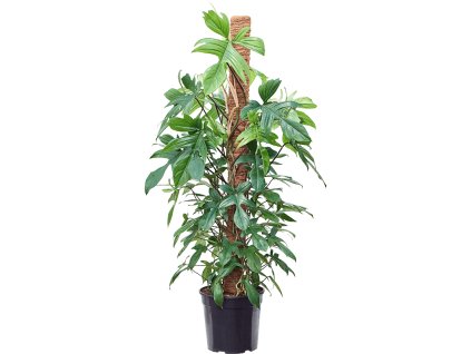 86305 philodendron florida beauty s kokosovou vzperou 150 cm prumer 30 cm