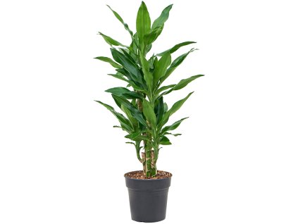 86308 dracaena fragrans burundii prumer 19 cm