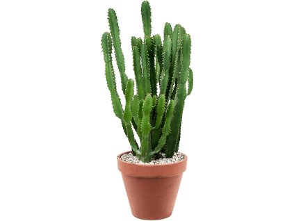 86347 euphorbia triangularis prumer 24 cm