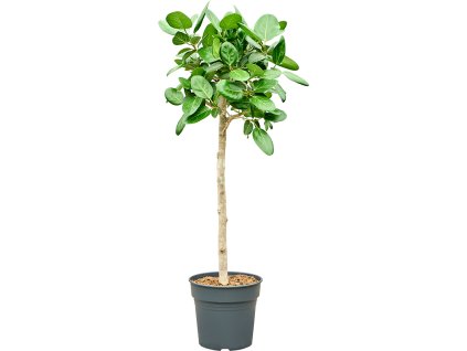 86353 ficus benghalensis audrey prumer 30 cm