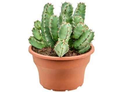 86371 euphorbia resinifera prumer 19 cm