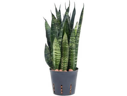 86413 sansevieria trifasciata black coral prumer 13 cm hydroponie