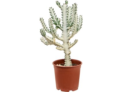 86422 euphorbia lactea ghost prumer 21 cm