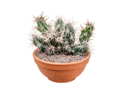 86428 opuntia invicta prumer 30 cm