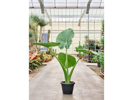 86437 alocasia macrorrhiza prumer 35 cm