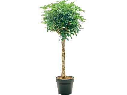 86443 schefflera arboricola compacta prumer 38 cm
