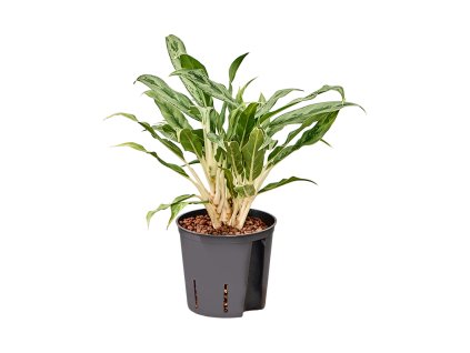 86464 aglaonema greyhound prumer 13 cm hydroponie