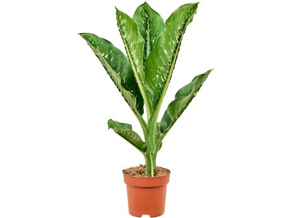 86467 dieffenbachia seguine caiman prumer 21 cm