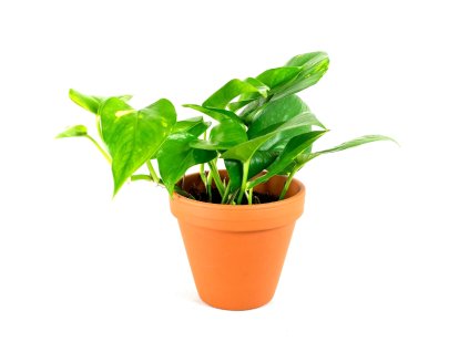 Gardners.cz Epipremum aureum