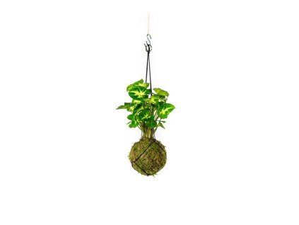 9104 1 kokedama syngonium pixie s nevyrabet pouzit produkt m