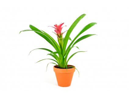 Gardners.cz Guzmania