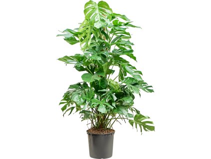 87218 monstera deliciosa s kokosovou vzperou 180 cm prumer 32 cm