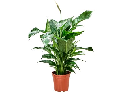 87224 spathiphyllum sweet lauretta prumer 21 cm