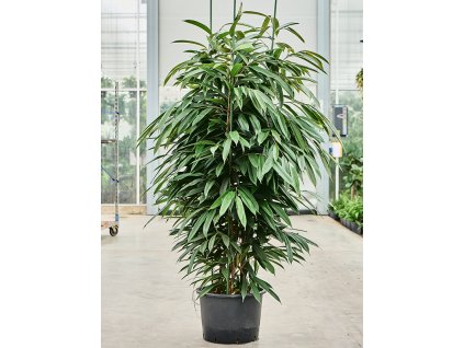 87242 ficus binnendijkii amstel king prumer 32 cm