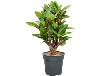 87245 codiaeum croton variegatum petra prumer 24 cm