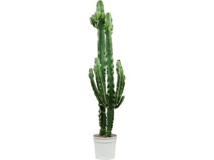 87248 euphorbia erytrea prumer 27 cm