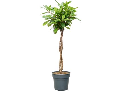 87272 ficus cyathistipula prumer 30 cm