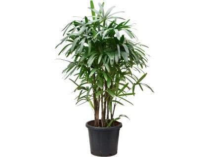 87290 rhapis excelsa prumer 40 cm
