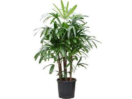 87293 rhapis excelsa prumer 32 cm