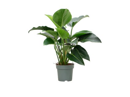 87299 philodendron green beauty prumer 27 cm