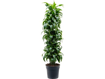 87317 dracaena fragrans dorado prumer 34 cm