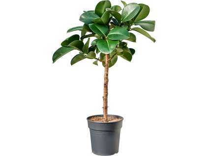 87320 ficus elastica cloe prumer 24 cm
