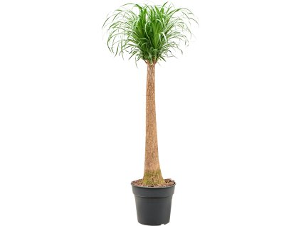 87323 beaucarnea recurvata prumer 30 cm