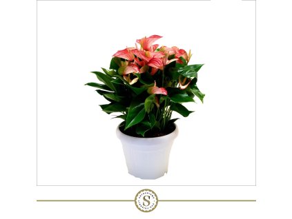 87332 anthurium prumer 30 cm