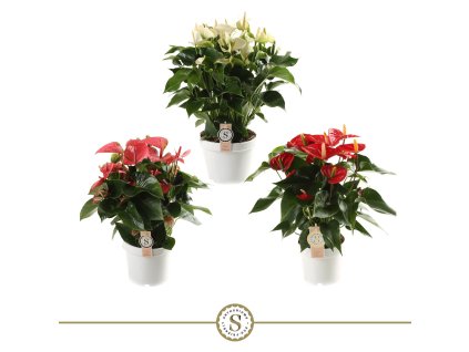 87335 anthurium prumer 21 cm