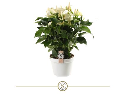 87338 anthurium white champion prumer 21 cm