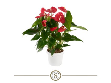 87341 anthurium prumer 21 cm