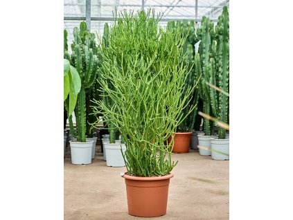 87380 euphorbia tirucalli prumer 35 cm