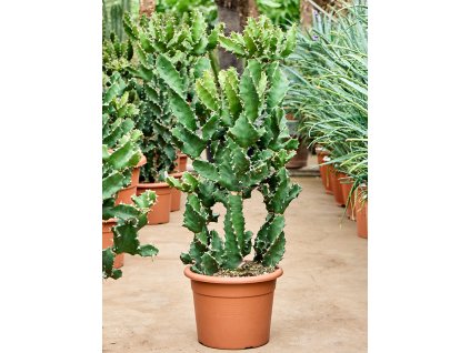 87383 euphorbia tortilis prumer 30 cm