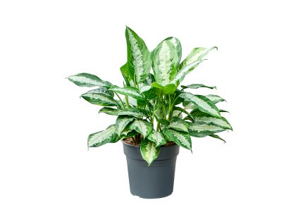 87395 aglaonema pattaya beauty prumer 24 cm