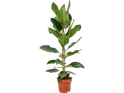 Ficus Binnendijkii Alii Pestovani (binnendijkii Alii, Ficus binnendijkii Alii, Ficus binnendijkii, může vést) Ficus Binnendijkii Alii Pestovani