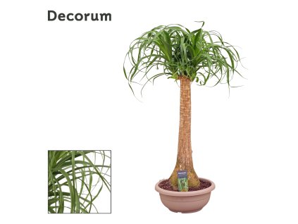 87428 beaucarnea prumer 30 cm