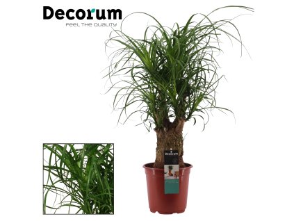 87431 beaucarnea prumer 21 cm