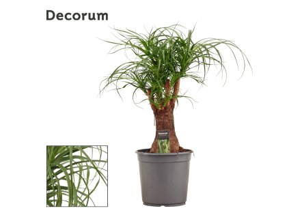 87434 beaucarnea prumer 24 cm
