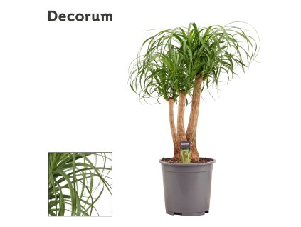 87437 beaucarnea prumer 27 cm