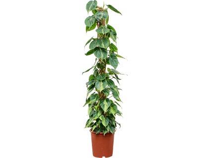 87458 philodendron scandens brasil s kokosovou vzperou 150 cm prumer 27 cm