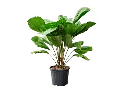 87473 licuala grandis prumer 30 cm