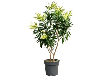 87476 pleomele dracaena reflexa song of sri lanka prumer 30 cm