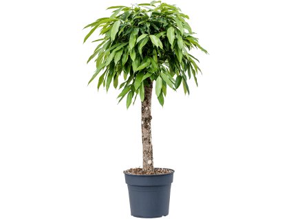 87479 ficus binnendijkii amstel king prumer 30 cm