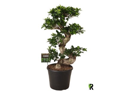 87488 ficus microcarpa ginseng prumer 35 cm