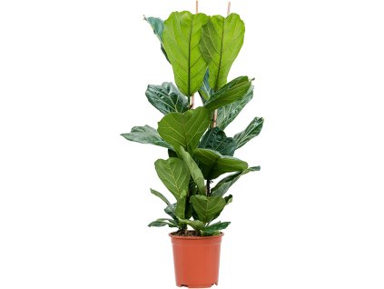 87491 ficus lyrata prumer 27 cm
