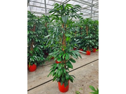 87503 philodendron dragon tail prumer 34 cm