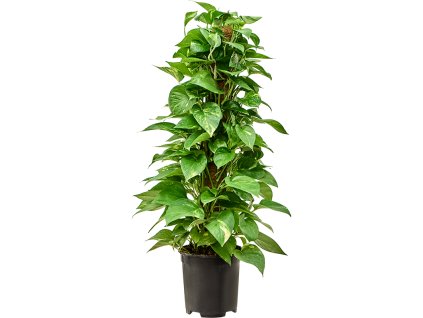 87512 scindapsus epipremnum aureum s kokosovou vzperou 80 cm prumer 19 cm