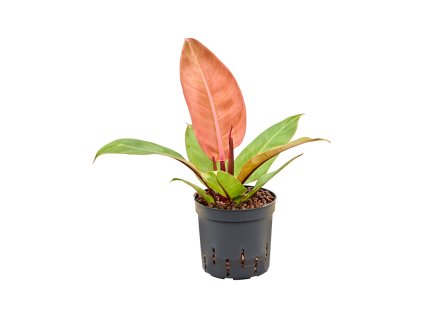 87518 philodendron prince of orange prumer 13 cm hydroponie
