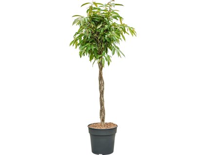 87521 ficus binnendijkii amstel king prumer 30 cm