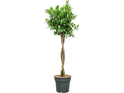 87524 ficus microcarpa nitida prumer 30 cm